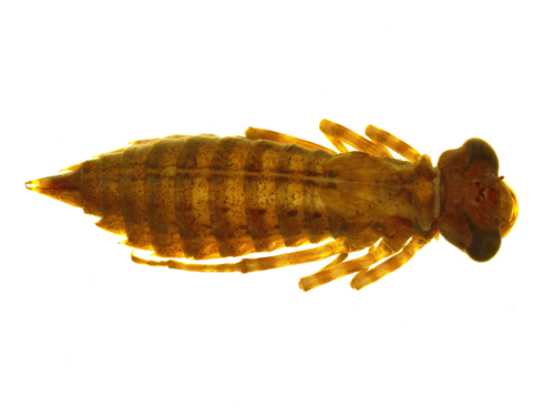 Benthic specimen
